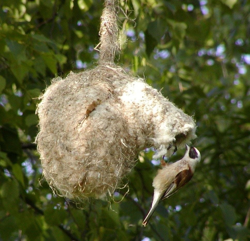 Dieser Vogel sorgte früher für warme Hausschuhe