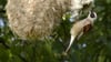 Der Sumpfvogel Beutelmeise lebt bei Aalbude mit zwei Brutpaaren.