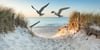 Zuletzt wurden vermehrt tote Möwen auf Usedom gefunden - die Vogelgrippe grassiert mittlerweile ganzjährig.