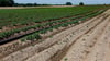 Ein Schlauch zur landwirtschaftlichen Bewässerung zieht sich durch ein Kartoffelfeld.