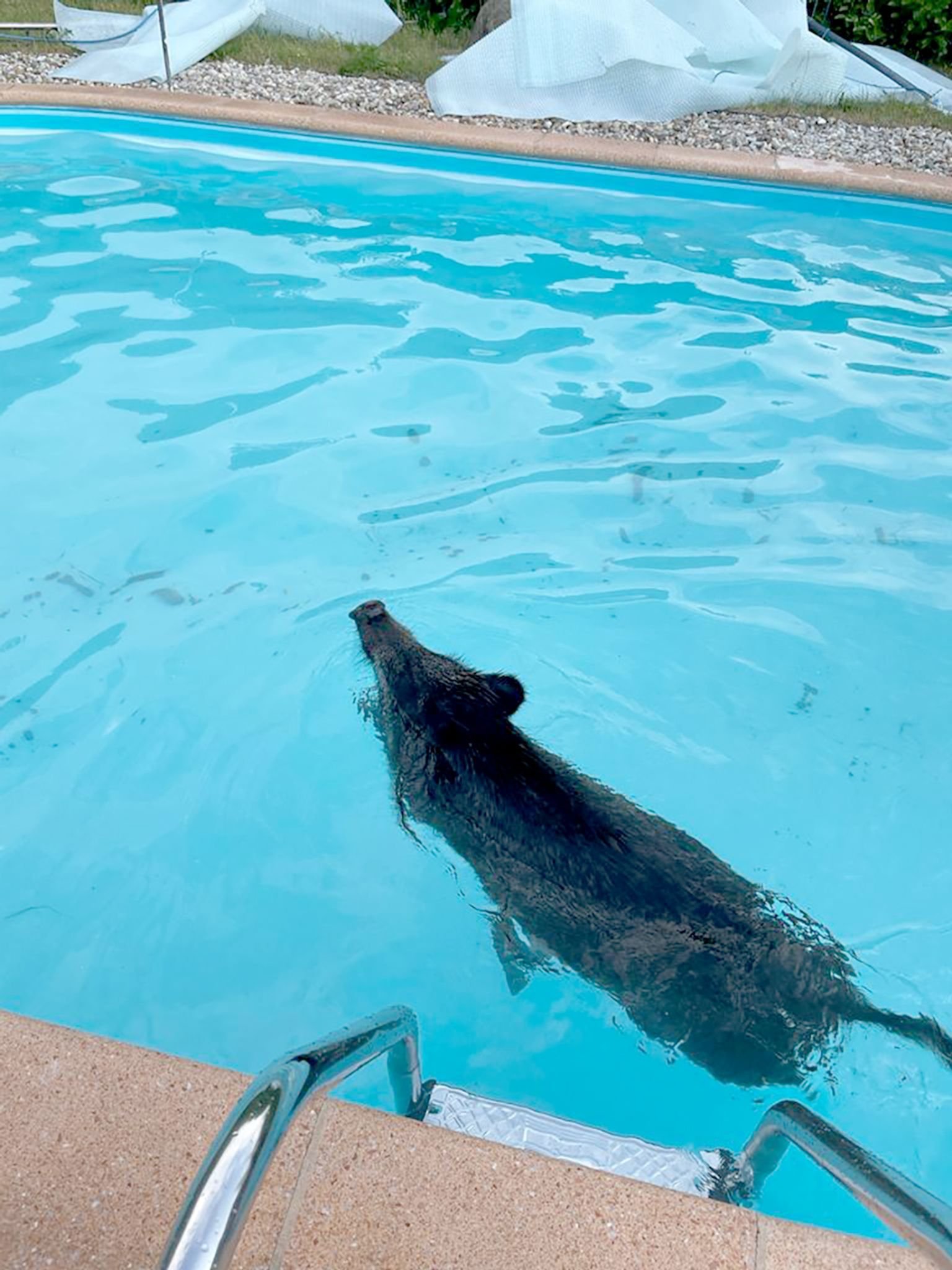 Tierischer Badegast — Wildschwein im Swimmingpool