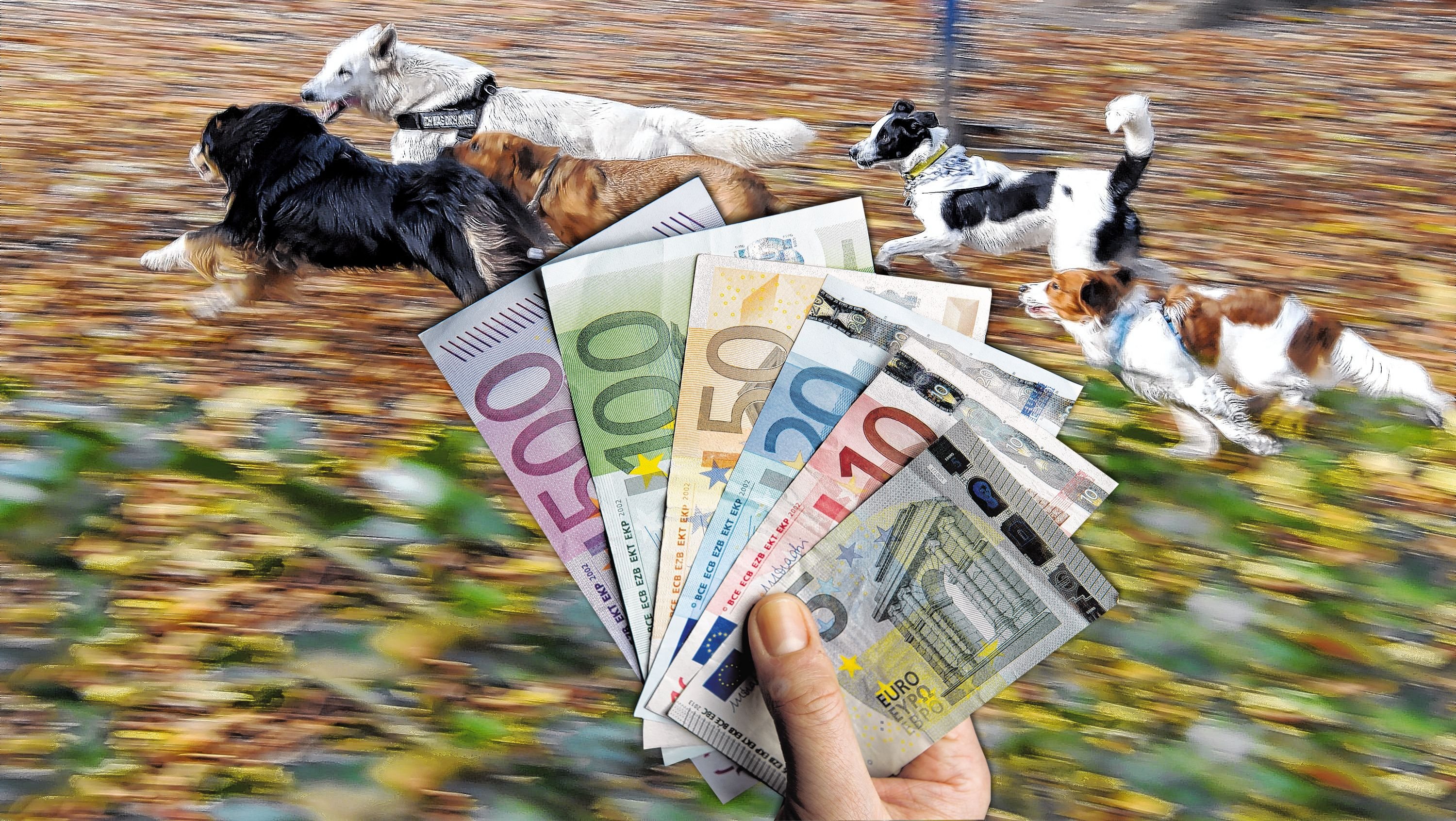 Sind Rentner Von Der Hundesteuer Befreit Bald einheitliche Hundesteuer im Jarmener Amtsbereich?