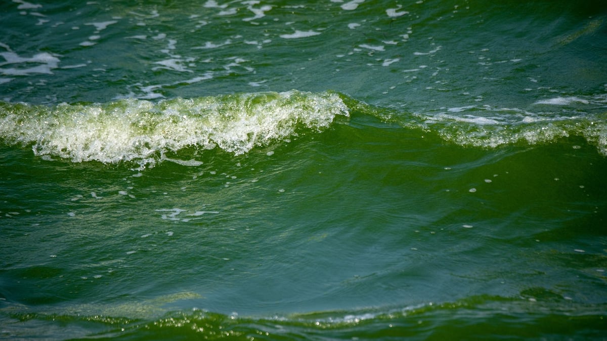 Was Sind Vibrionen In Der Ostsee Bakterien in der Ostsee – Wie gefährlich sind Vibrionen?