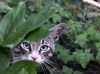 Katzen sterben in Polen an mysteriöser Krankheit