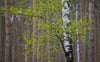 Moor–Birke als „Baum des Jahres“ häufig in Vorpommern