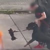 ▶ Rottweiler beißen Chihuahua in Anklam tot – Kind muss dabei zusehen