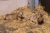 Schweriner Löwen–Nachwuchs: Zoo bietet Blick in Höhle