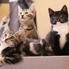 Baby-Katzen suchen neues Zuhause