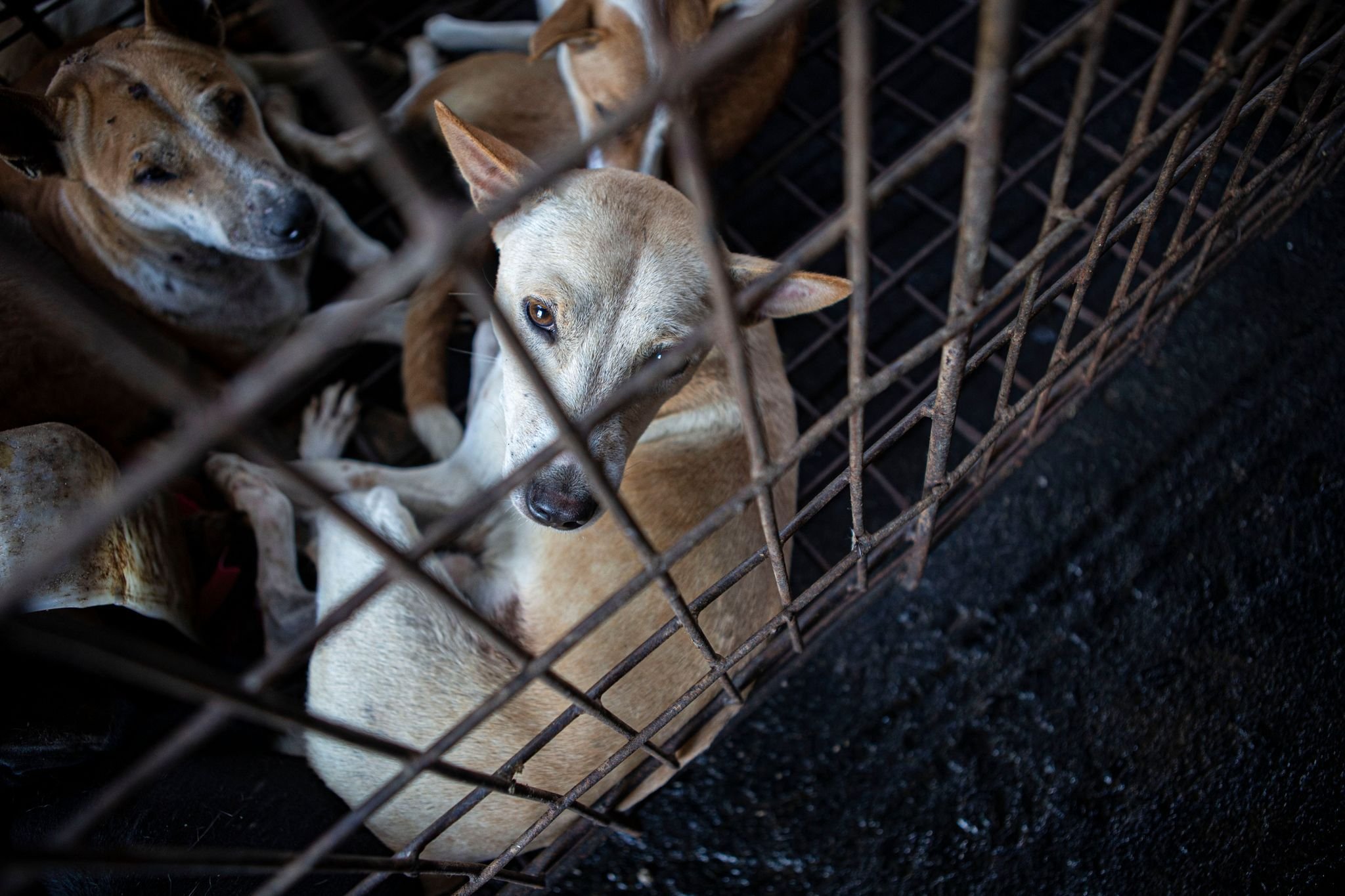 Hundefleisch: Indonesien setzt Zeichen gegen Tierquälerei