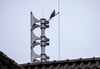Eine Taube sitzt auf einer elektronischen Sirene, die auf dem Dach des Gemeindehauses in Rech an der Ahr installiert worden ist.