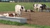 Die Milchkühe in der Agrargenossenschaft Jatznick können von April bis November auf die Weide. Der Betrieb hatz die Umstellung auf die Öko-Produktion abgeschlossen.