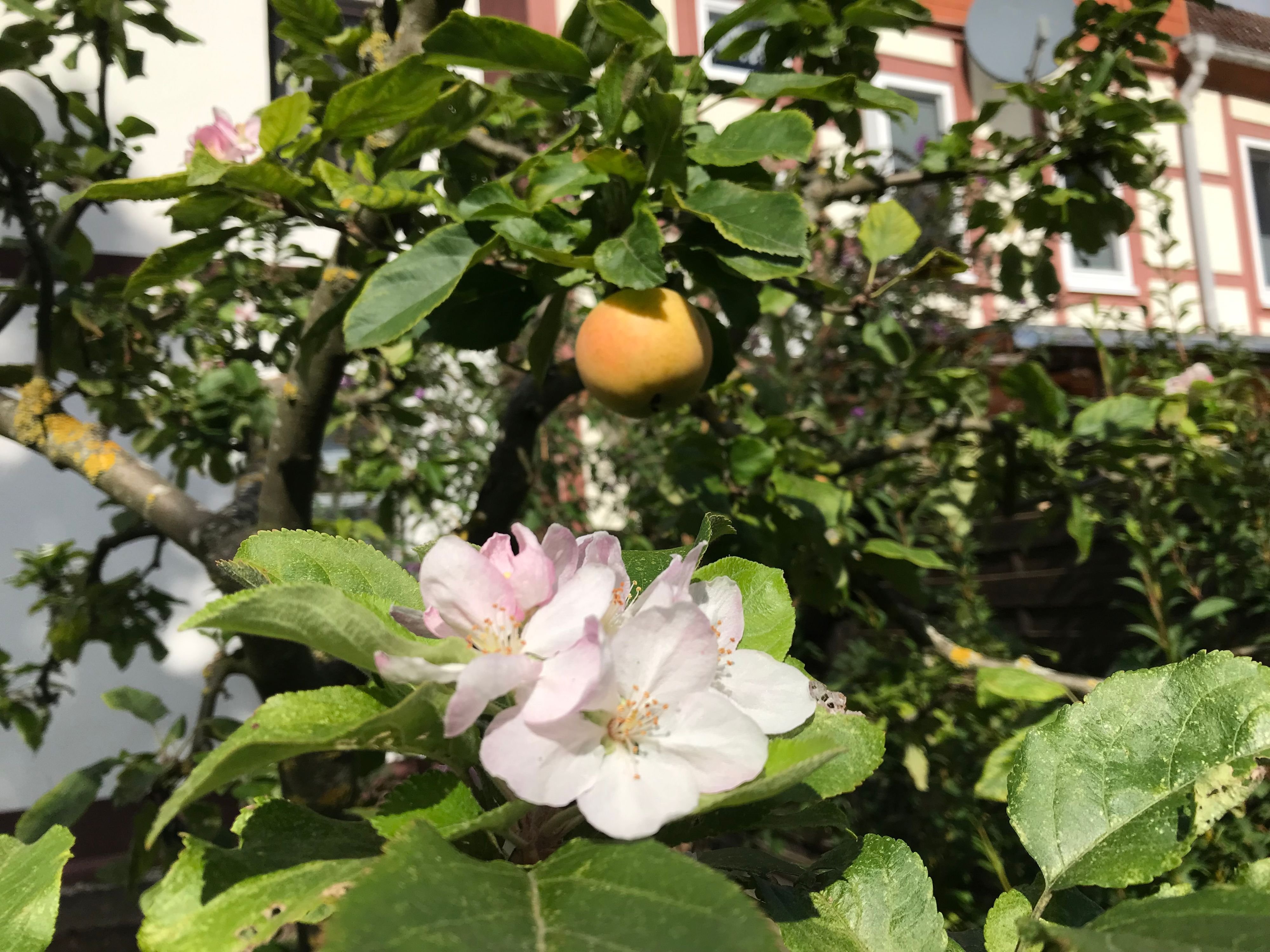 Natur-Phänomen: Hier blüht jetzt wieder der Apfelbaum