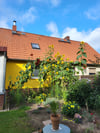 Einen ganzen Strauch Sonnenblumen hat Jens Franta in seinem Garten in Gellendin.