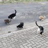 Zu viele Katzen auf den Straßen der Stadt?