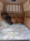 Die beiden Kätzchen hatten Glück und wurden von den Einsatzkräften aus dem Motorraum gerettet. In ein paar Wochen werden sie ein Zuhause suchen.