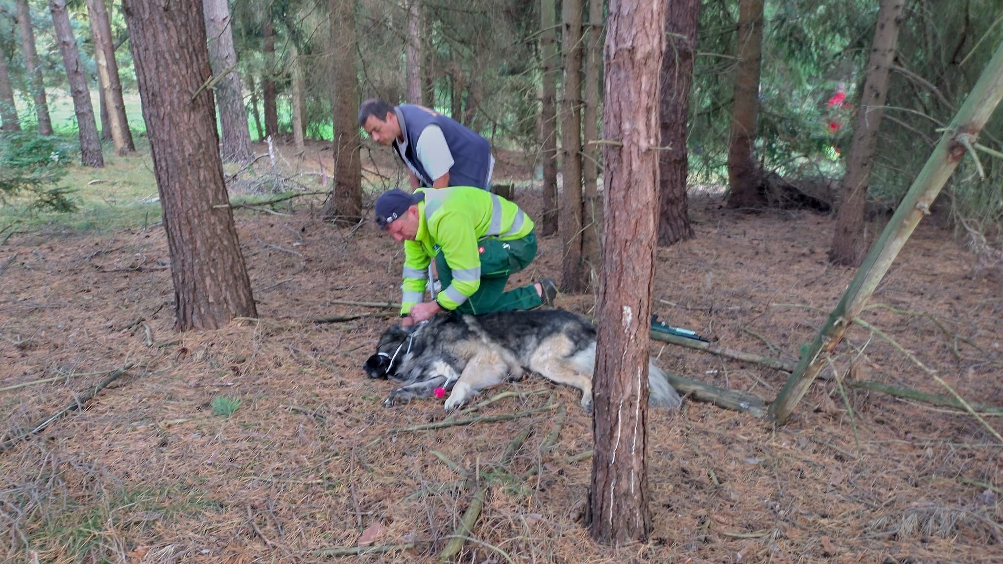Mit Betäubungsgewehr ruhig gestellt aber wem gehört der Hund? Mit Betäubungsgewehr ruhig gestellt aber wem gehört der Hund?