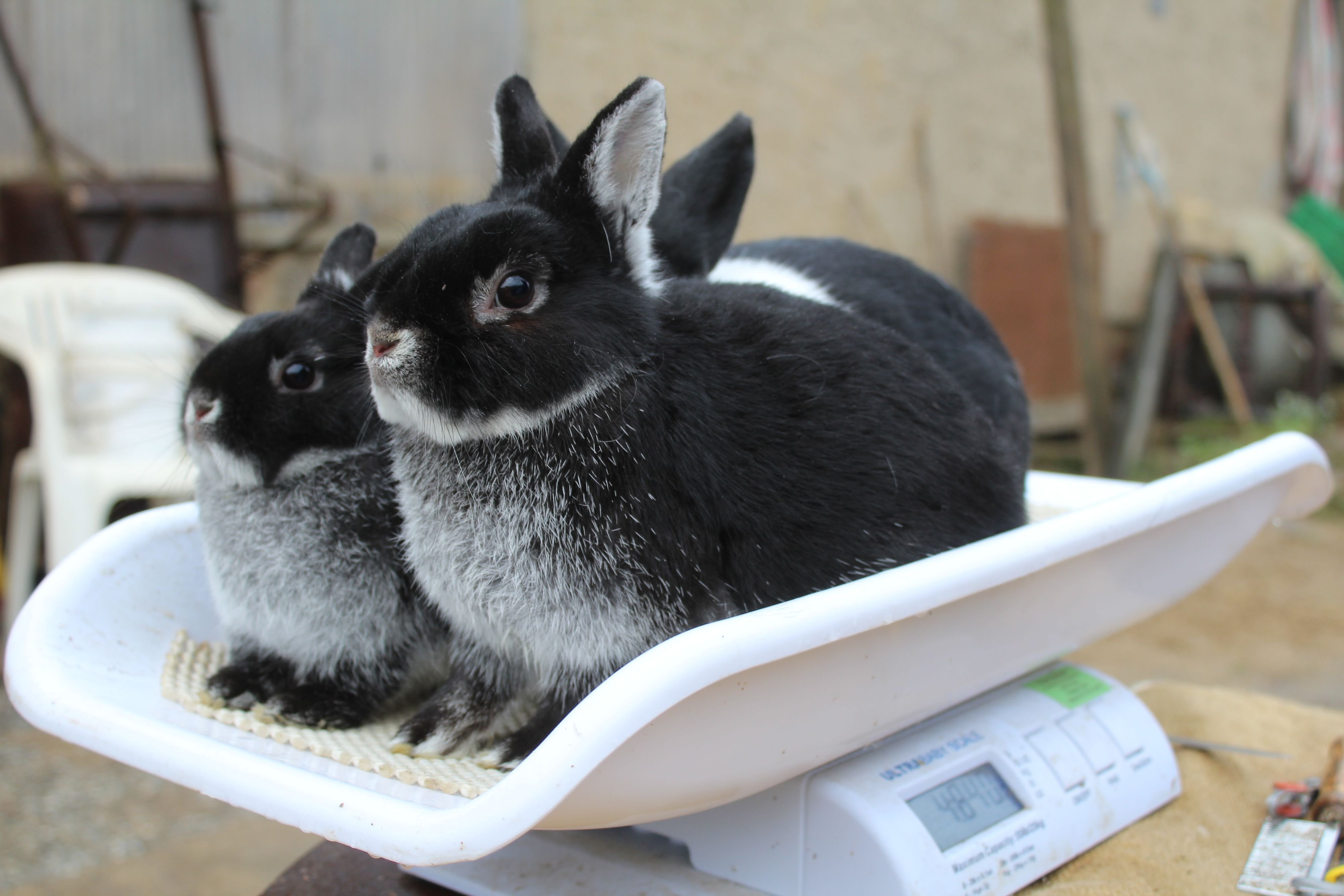 Immer weniger Züchter leisten sich Langohren