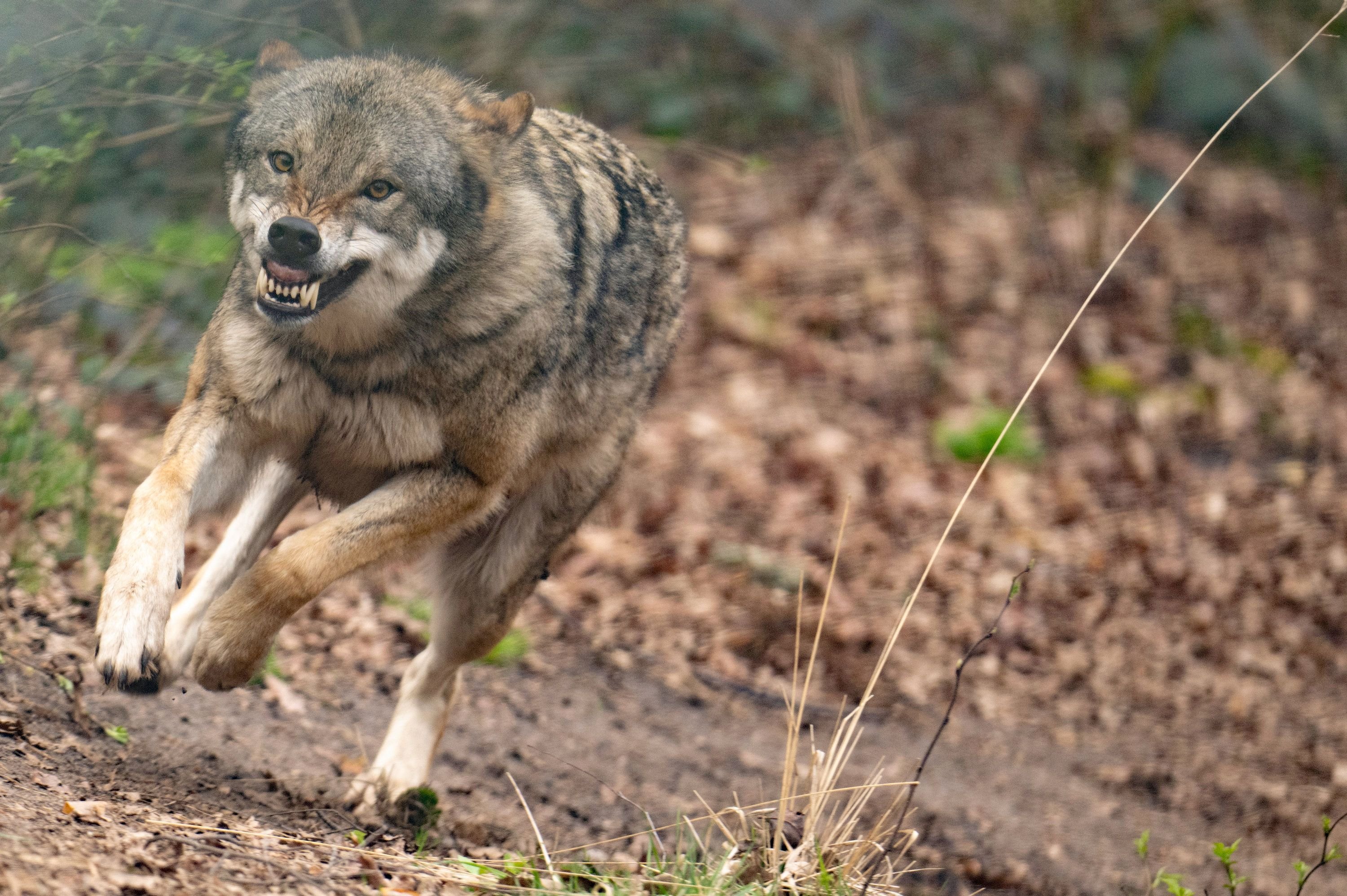 Wolf überspringt Zaun und reißt Schaf