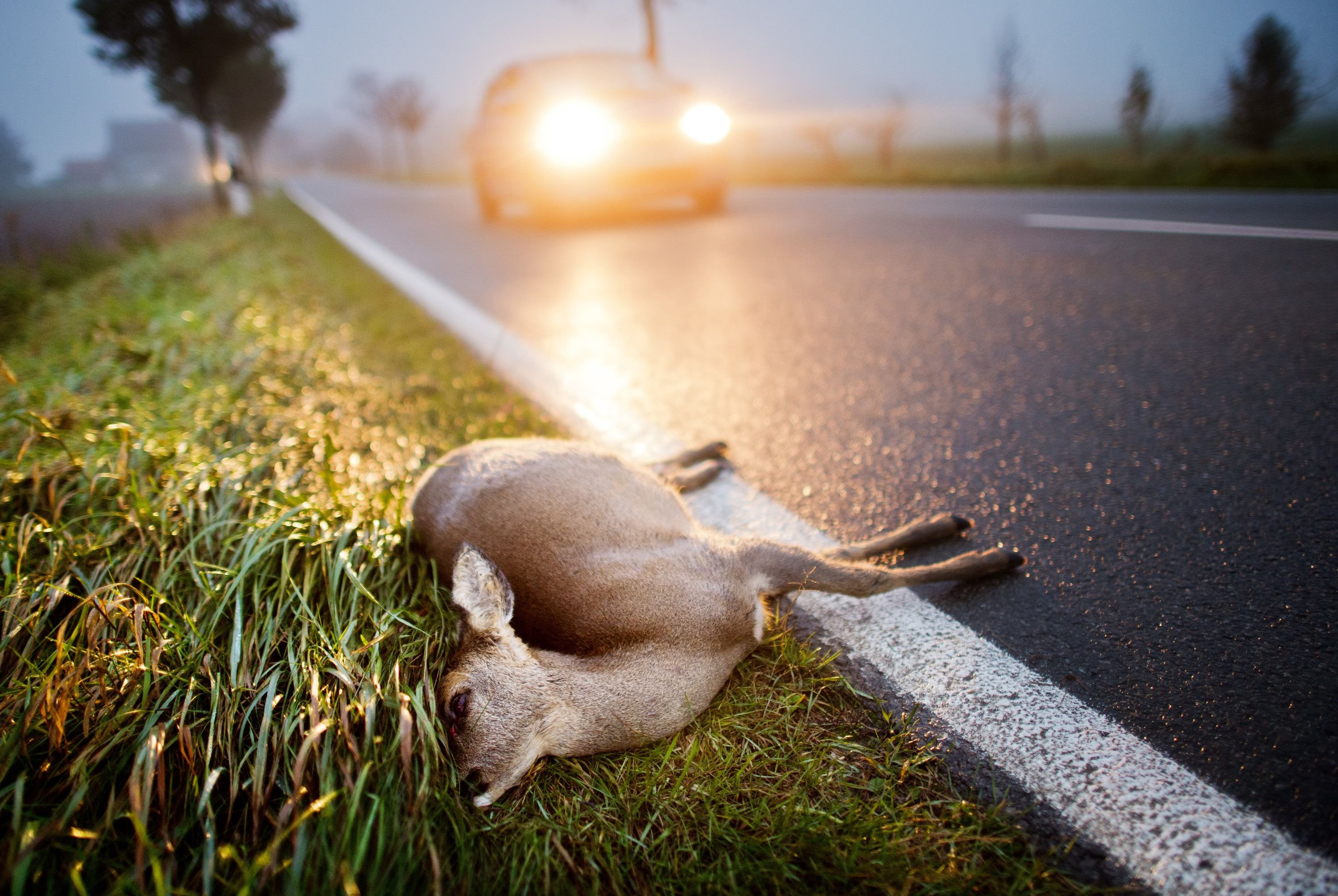 Rise in Wildlife Accidents on Country Roads: How to Stay Safe