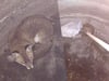 Verängstigter Fuchs in Brunnen bei Neubrandenburg entdeckt