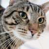 Polizei befreit dehydrierte Katze aus Gartenhütte in Vorpommern