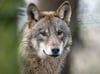 ▶ Wolf schlendert vormittags zwischen Seenplatte-Dörfern umher