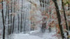 Eine Leserin fotografierte den Neuschneee in der Feldberger Seenlandschaft.