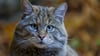 Wildkatze in der Mecklenburgischen Seenplatte nachgewiesen