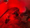 Zum Schutz vor Frost hat der Tierpark im erzgebirgischen Aue eine Zwergziege und ihre beiden neugeborenen Zicklein vorübergehend in der Behindertentoilette untergebracht.