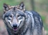Weiteres Wolfsrudel in Vorpommern vermutet