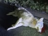 Wolf bei Verkehrsunfall auf Landstraße getötet