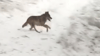 Ein Wolf auf der Insel Rügen wird im Dezember 2023 gefilmt, wie er in der Nähe von Prora durch den verschneiten Wald rennt.