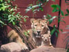 Im Rote-Liste-Zentrum sind durch eine große Glasscheibe auch die Schweriner Löwen zu beobachten.