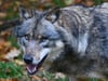 Tote Schafe – Behörden prüfen möglichen Wolfsangriff in Vorpommern