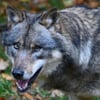 Tote Schafe – Behörden prüfen möglichen Wolfsangriff in Vorpommern