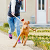 Hund reißt sich los – Halter muss mehr als 8500 Euro zahlen