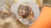 Die Hamster und die Corona-Masken – bizarre Studie wirft Fragen auf