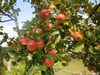 Damit man solche Äpfel ernten kann, braucht der Baum Pflege. Wie Obstbäume richtig geschnitten werden, kann man Anfang März im Tiergarten Ivenack lernen.