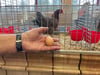 Dieses kleine Huhn legt wie die Großen und hat das in Strasburg bei laufender Ausstellung unter Beweis gestellt.