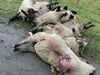 Untersuchung: Wolf hat Schafe in Vorpommern getötet