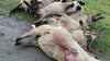 Untersuchung: Wolf hat Schafe in Vorpommern getötet