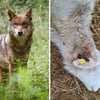 Schafe tot und Angst um Kinder - Leben mit Wölfen in Hintersee