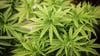 Legalisierung von Cannabis –Justiz in MV befürchtet erheblichen Aufwand