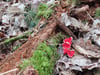 Seltener Pilz in Neubrandenburg gefunden