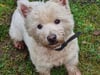 Frauchen verloren: Hund Pixie hat neues Zuhause