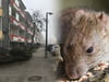 Tote Ratten auf dem Datzeberg – Tierschützer schlagen Alarm