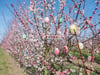 Usedom feiert die Aprikosenblüte