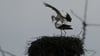 Loitzer Storch macht im Nest Platz für seine Dame