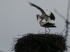 Loitzer Storch macht im Nest Platz für seine Dame