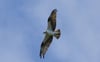 Webcam filmt Fischadler an Groß Schauener Seen